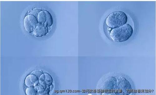 如何改善基础卵泡的质量，为胚胎着床加分?