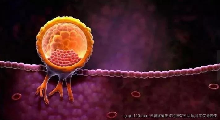 试管移植失败和胖有关系吗,科学饮食最佳