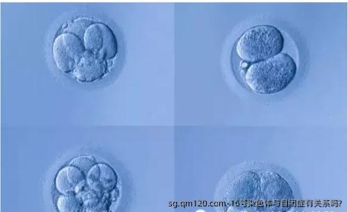 16号染色体与自闭症有关系吗?