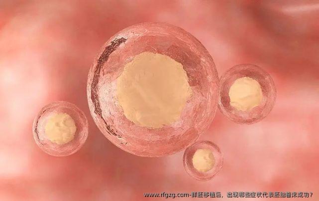 鲜胚移植后，出现哪些症状代表胚胎着床成功？