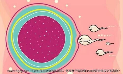 子宫肌瘤做试管有影响吗？多发性子宫肌瘤3cm试管移植成功率高吗？