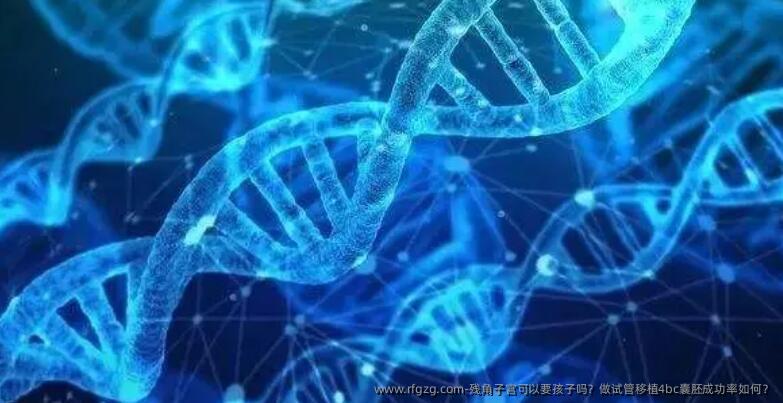 残角子宫可以要孩子吗？做试管移植4bc囊胚成功率如何？