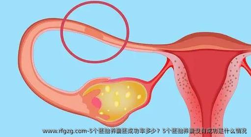 5个胚胎养囊胚成功率多少？5个胚胎养囊没有成功是什么情况