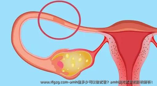 amh值多少可以做试管？amh值对试管的影响解析！