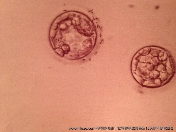 孕期冷知识：试管移植冻囊胚后12天能不能吃草莓