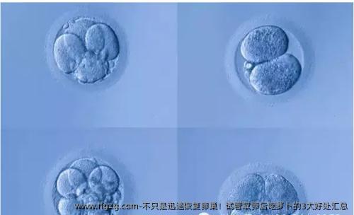 不只是迅速恢复卵巢！试管取卵后吃萝卜的3大好处汇总