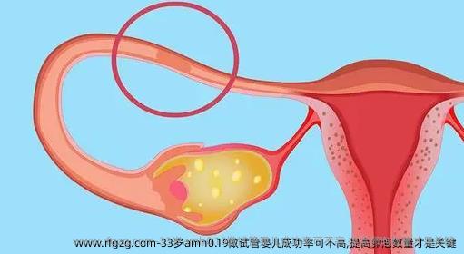 33岁amh0.19做试管婴儿成功率可不高,提高卵泡数量才是关键