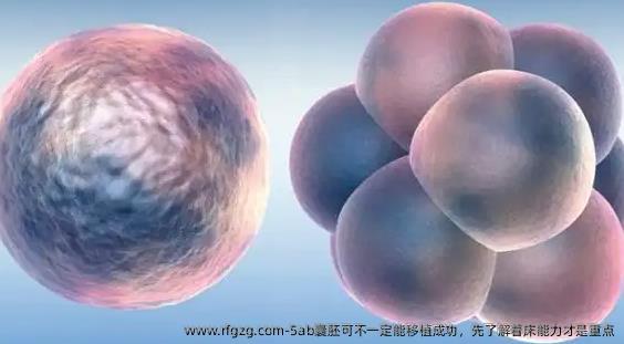 5ab囊胚可不一定能移植成功，先了解着床能力才是重点