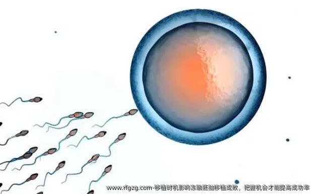 移植时机影响冻融胚胎移植成败，把握机会才能提高成功率