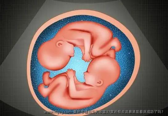 囊胚移植后三天体温37度还有点流鼻涕是着床成功了吗？