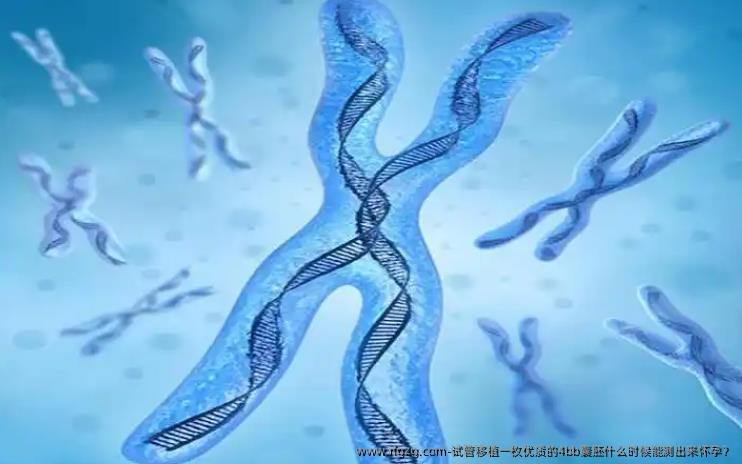 试管移植一枚优质的4bb囊胚什么时候能测出来怀孕？