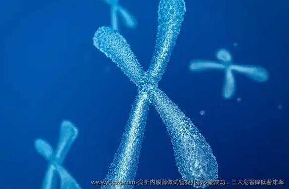 浅析内膜薄做试管婴儿能不能成功，三大危害降低着床率