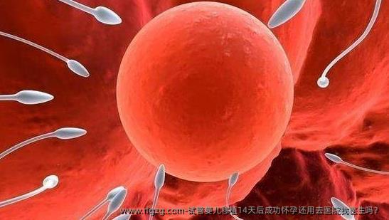 试管婴儿移植14天后成功怀孕还用去医院找医生吗？