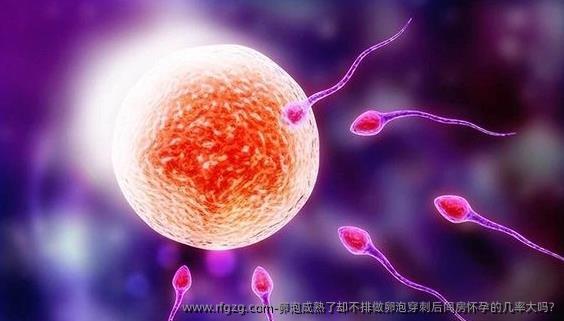 卵泡成熟了却不排做卵泡穿刺后同房怀孕的几率大吗?