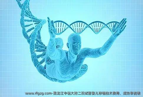 黑龙江中医大附二院试管婴儿移植技术费用、成功率说明