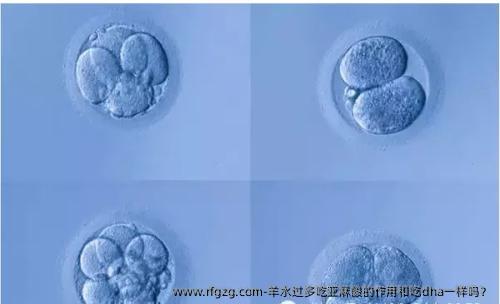 羊水过多吃亚麻酸的作用和吃dha一样吗？