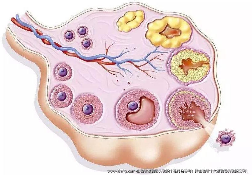 山西省试管婴儿医院十强排名参考！附山西省十大试管婴儿医院实例！