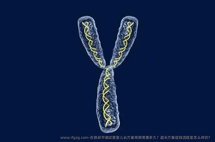 在铁岭市做试管婴儿长方案周期需要多久？超长方案促排流程是怎么样的？