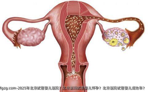 2025年北京试管婴儿医院？北京医院试管婴儿怀孕？北京医院试管婴儿成功率？