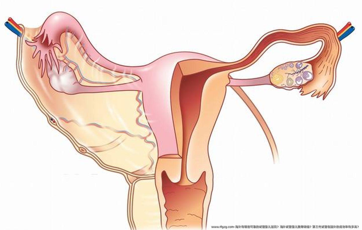 海外有哪些可靠的试管婴儿医院？海外试管婴儿费用明细？第三代试管在国外的成功率有多高？