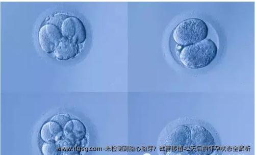 未检测到胎心胎芽？试管移植42天后的怀孕状态全解析