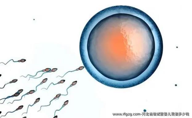 河北省做试管婴儿需要多少钱